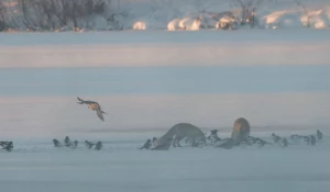 Лисицы едят лебедя.