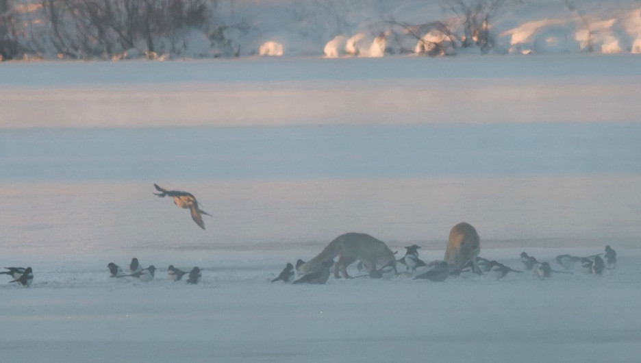 Лисицы едят лебедя.