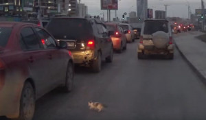 Котенок бежит под колеса автомобиля.