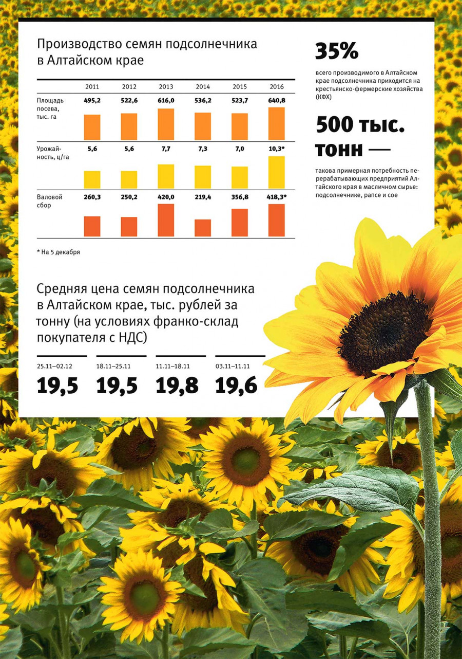 Производство семян подсолнечника в Алтайском крае