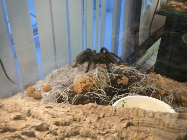 Выставка пауков барнаул арена