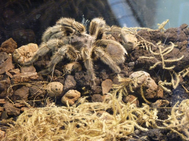 Выставка пауков матрешка