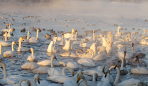 Лебеди-шипуны на озере Светлом.