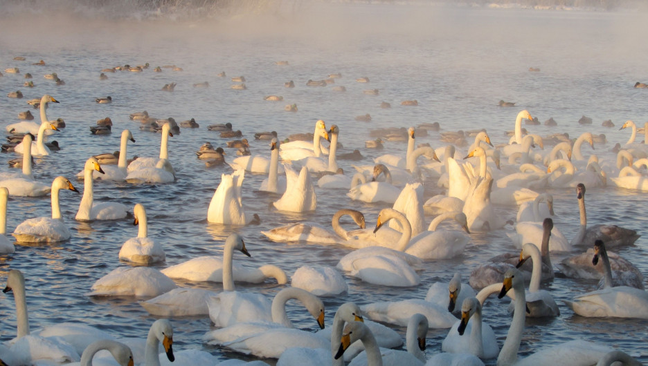 Лебеди-шипуны на озере Светлом.