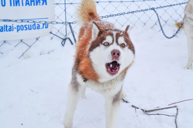 Гонки на собачьих упряжках.