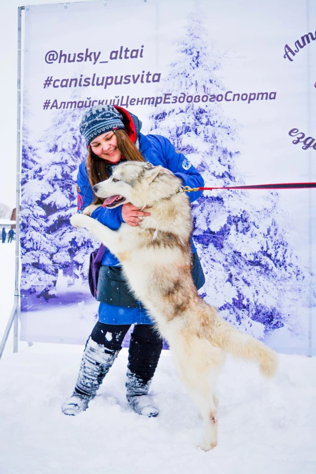 Гонки на собачьих упряжках.