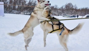 Гонки на собачьих упряжках.