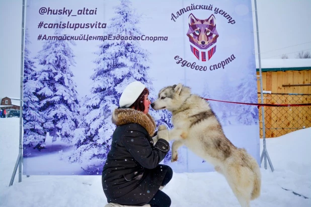 Гонки на собачьих упряжках.