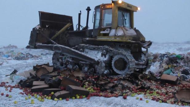 Уничтожение яблок в Барнауле.