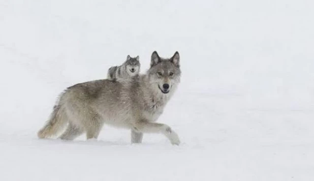 Иллюзия фотографии.