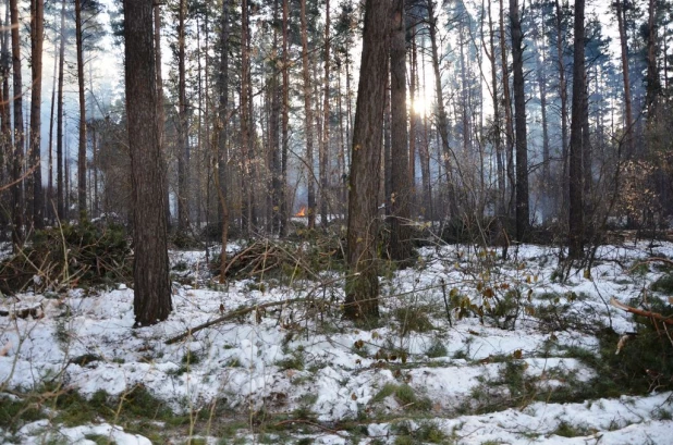 Вырубки бора у поселка Пригородный