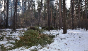 Вырубки бора у поселка Пригородный