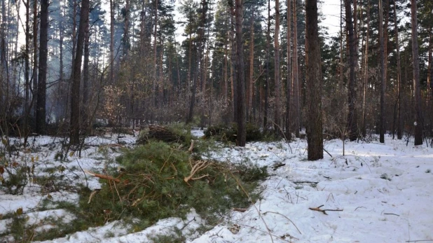 Вырубки бора у поселка Пригородный