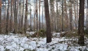 Вырубки бора у поселка Пригородный