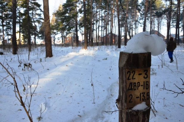 Вырубки бора у поселка Пригородный