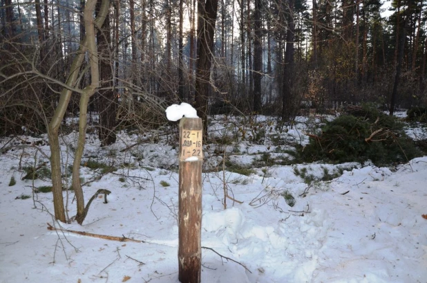 Вырубки бора у поселка Пригородный