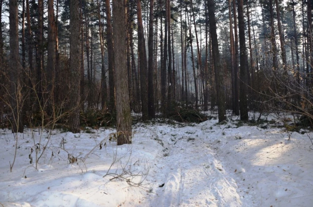 Вырубки бора у поселка Пригородный