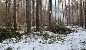 Вырубки бора у поселка Пригородный