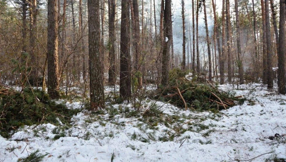 Вырубки бора у поселка Пригородный