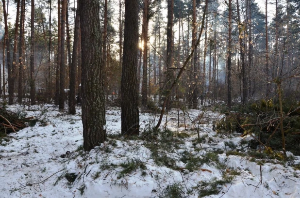 Вырубки бора у поселка Пригородный