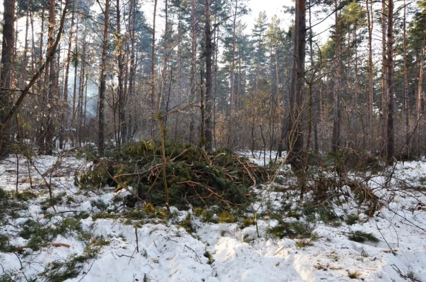 Вырубки бора у поселка Пригородный