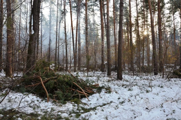 Вырубки бора у поселка Пригородный