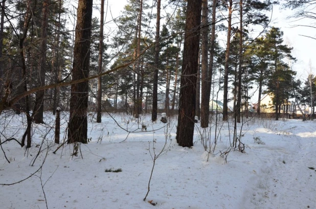 Вырубки бора у поселка Пригородный