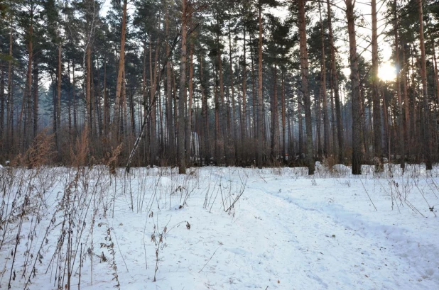 Вырубки бора у поселка Пригородный