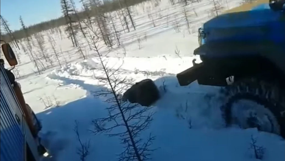 Убийство медведя