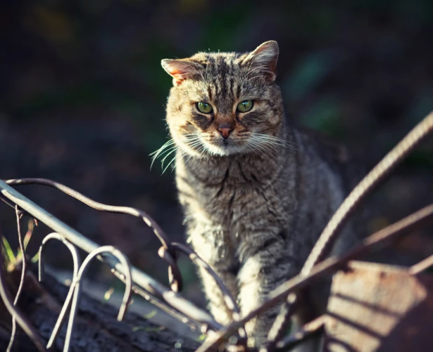 Уличные коты.