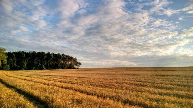 Урожай. Поле. Лето.