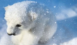 Белый медведь в снегу. Зима.
