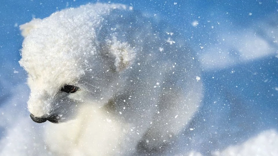Белый медведь в снегу. Зима.