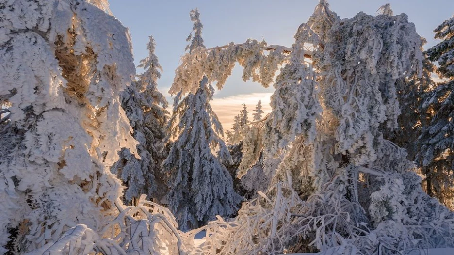  Зима в лесу. Снег. 