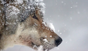 Волк в снегу зимой.
