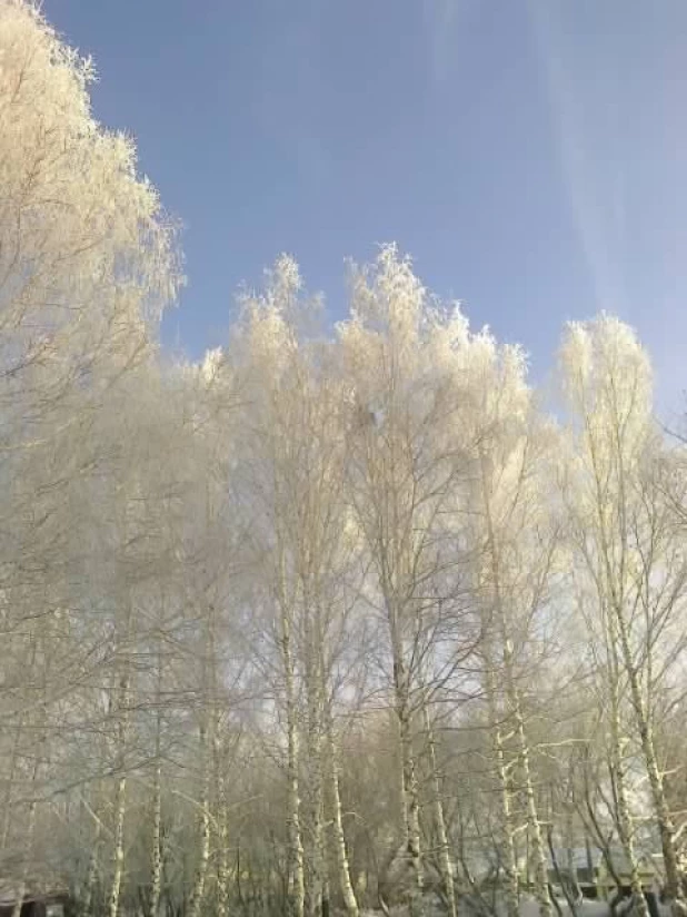 Березовая роща в поселке Южном.