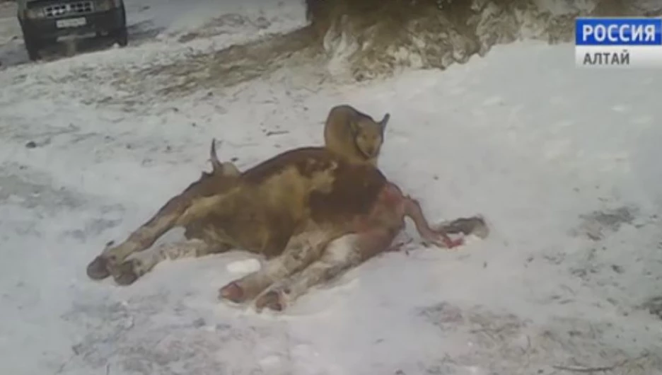 Мертвая корова.