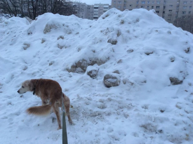 Сугробы в Барнауле и Новоалтайске.