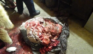 В Алтайском крае сотрудники полиции задержали подозреваемого в незаконной охоте на косуль.