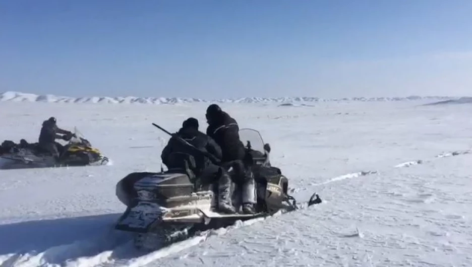 Браконьеры охотятся на аргали.