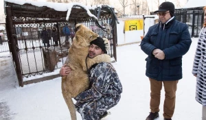 Львица Ая в барнаульском зоопарке.