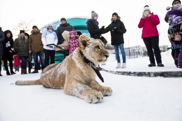 Ночь в барнаульском зоопарке.