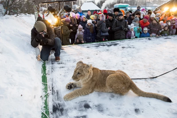 Ночь в барнаульском зоопарке.