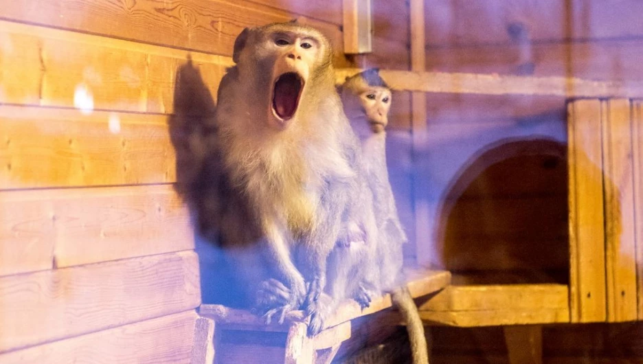 Мартышки в барнаульском зоопарке.