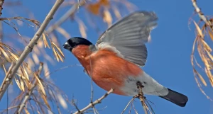 Снегирь в Барнауле.