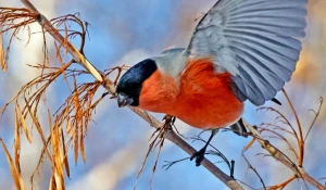 Снегирь в Барнауле.