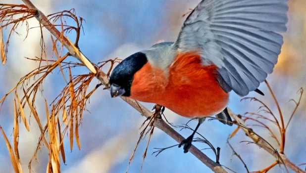 Снегирь в Барнауле.