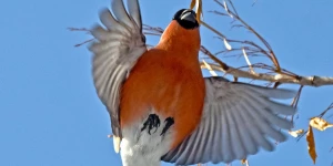 Снегирь в Барнауле.