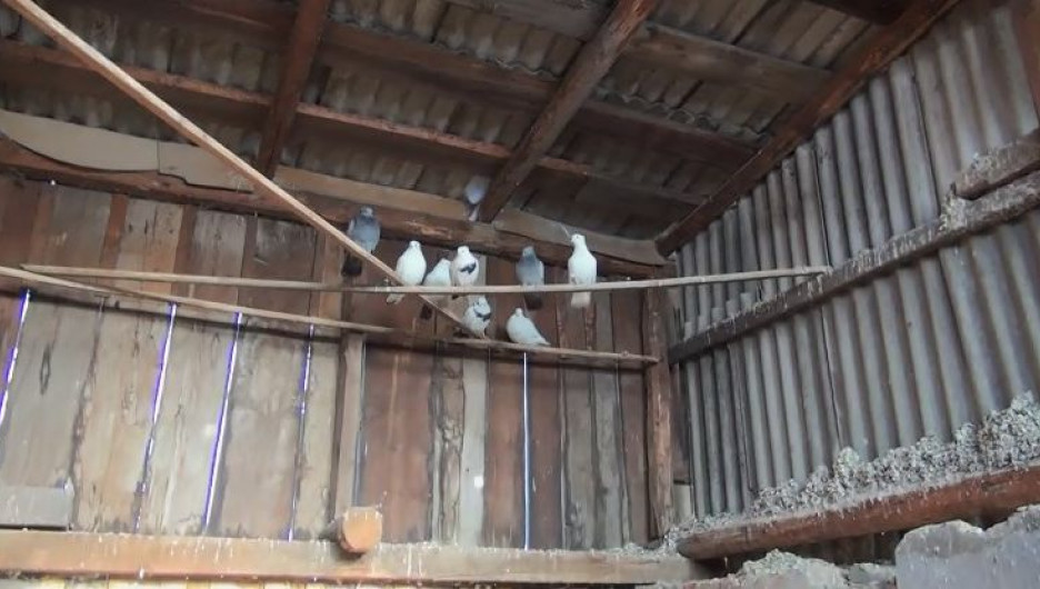 Житель Камня-на-Оби урал у голубятника 20 птиц.