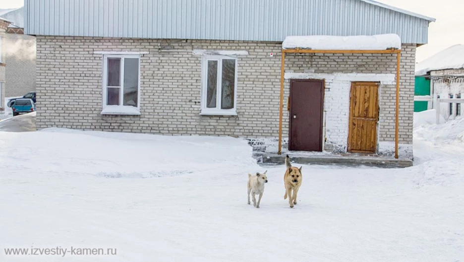 Собаки из психбольницы.